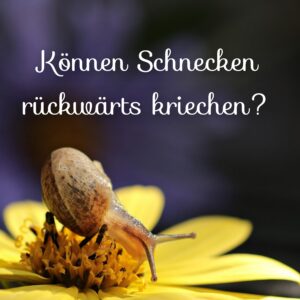 Image gallery image